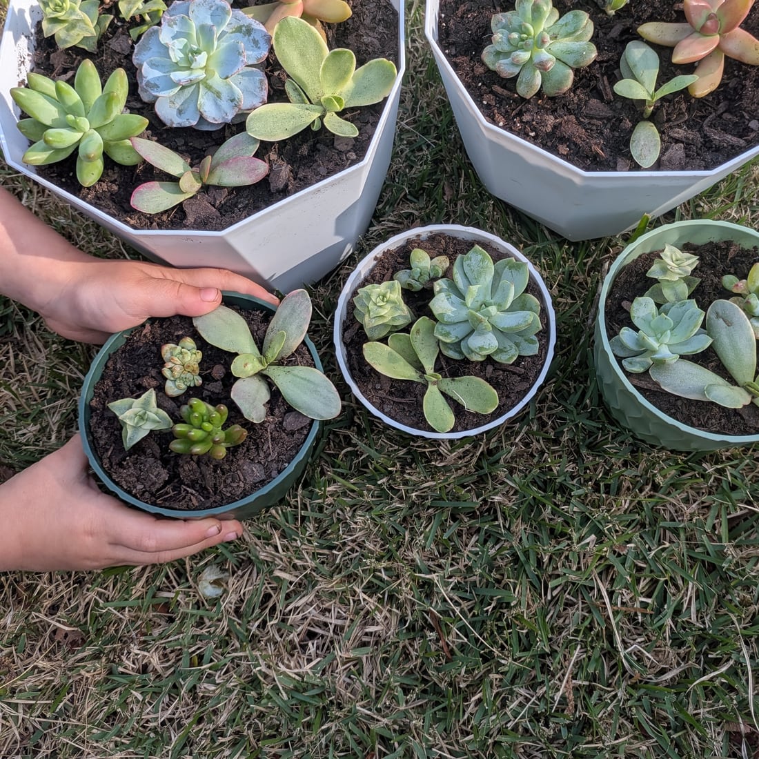 Little hands holding a small pot of freshly propagated succulents beside larger pots in the grass