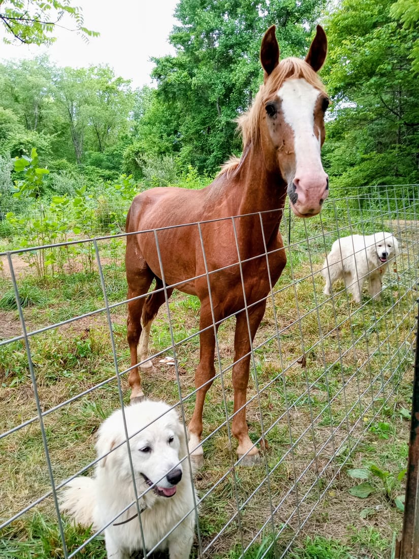 A rescued horse and two livestock guardian dogs at the fence