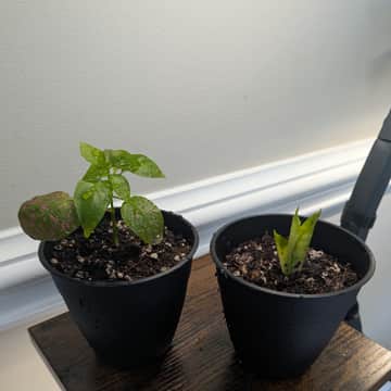 Polka Dot Plant and Snake Plant