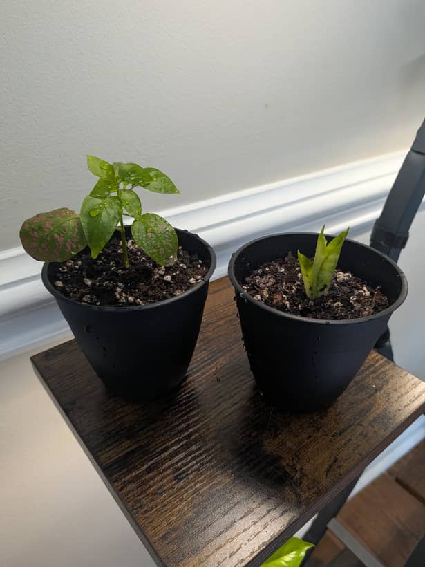 Polka Dot Plant and Snake Plant