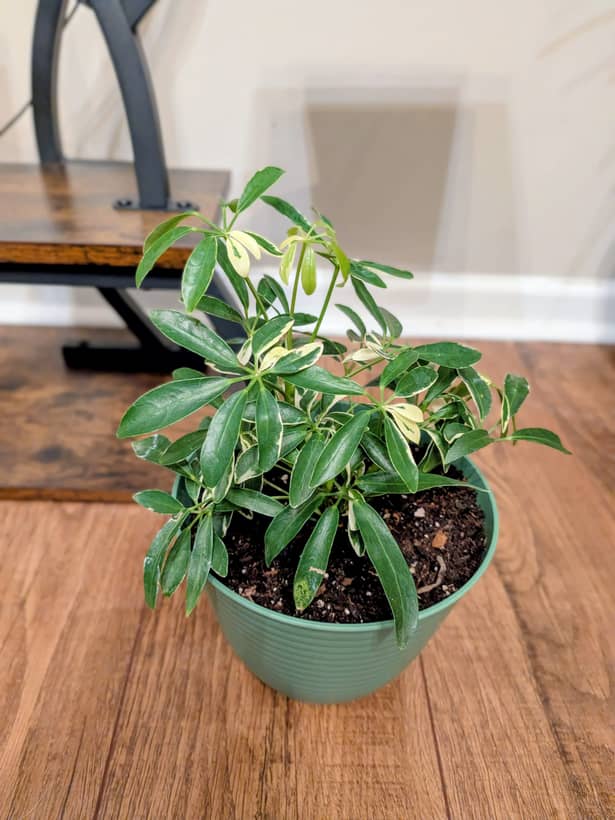 Variegated Umbrella Tree