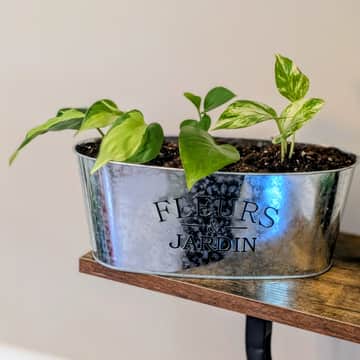 Philodendron Brasil, Jade Pothos, Golden Pothos