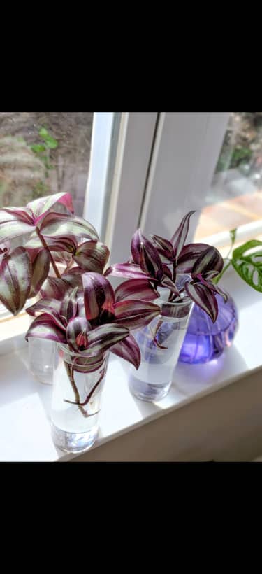 Wandering Dude - Rooted Cuttings