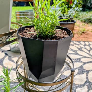 Fringed French Lavender