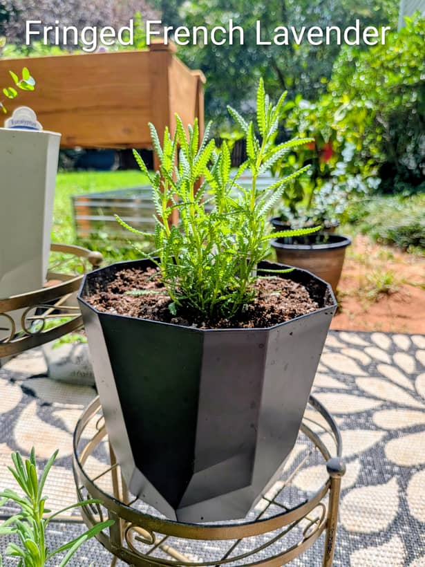 Fringed French Lavender