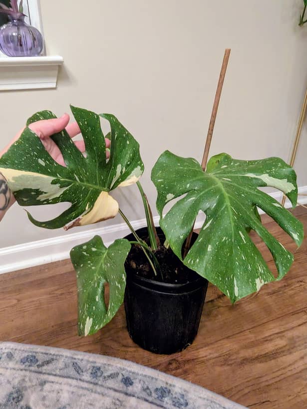 Thai Constellation Monstera 2
