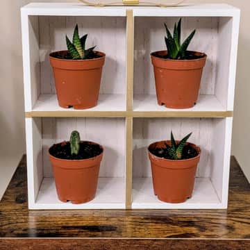 Gift Box Shelf with 4 Succulents
