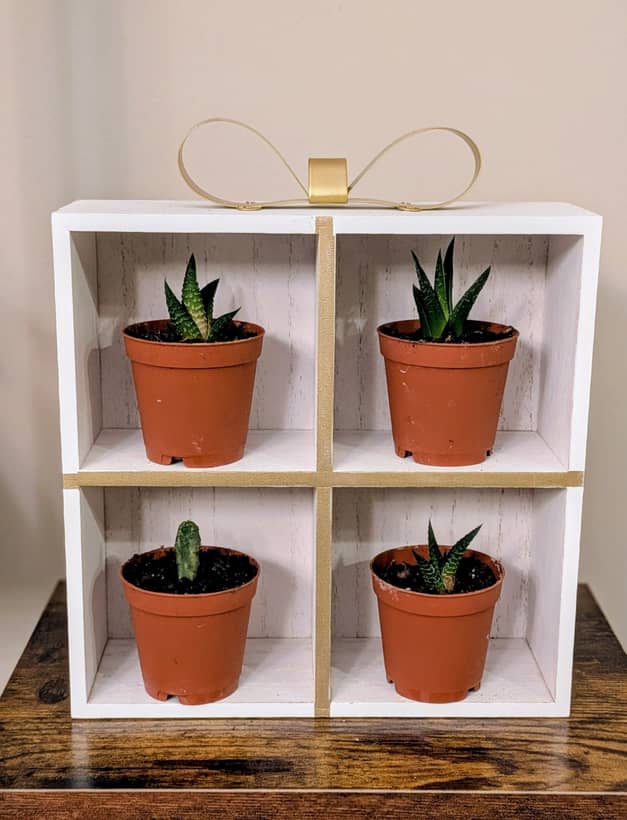 Gift Box Shelf with 4 Succulents