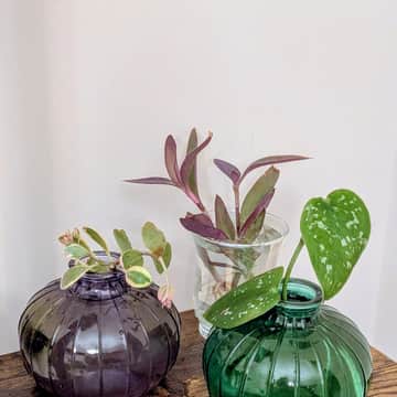 Sedum, Purple Heart, Satin Pothos