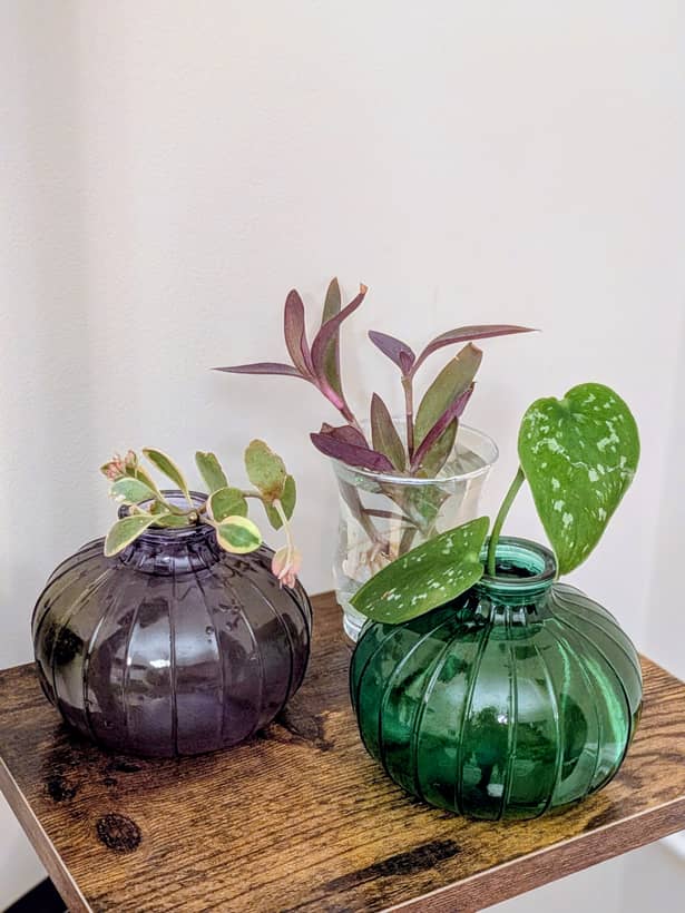 Sedum, Purple Heart, Satin Pothos