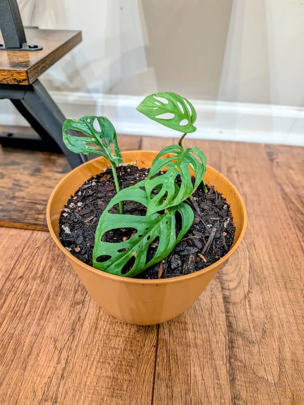 Swiss Cheese Vine - Monstera
