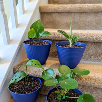 Pothos, Chinese Evergreen, Monstera, Chinese Money Plant