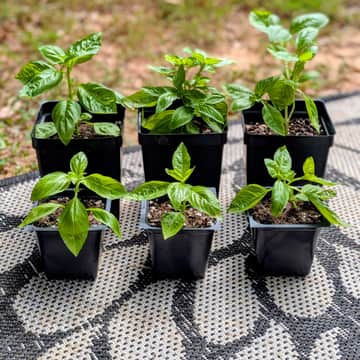 Basil - Small and Large