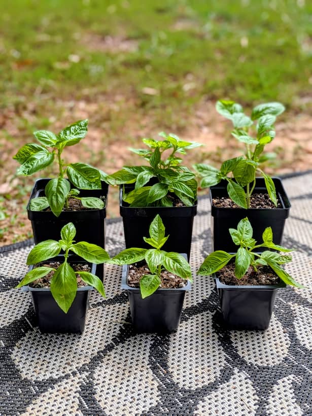 Basil - Small and Large