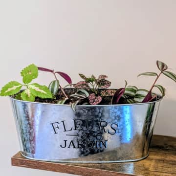 Coleus, Wandering Dude, Polka Dot Plant