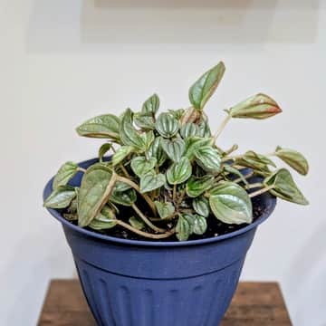 Peperomia Piccolo Banda