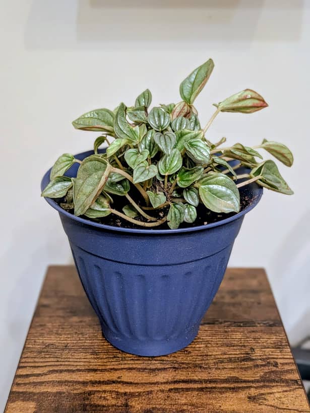Peperomia Piccolo Banda