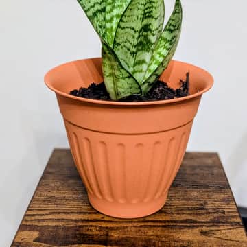 Variegated Snake Plant