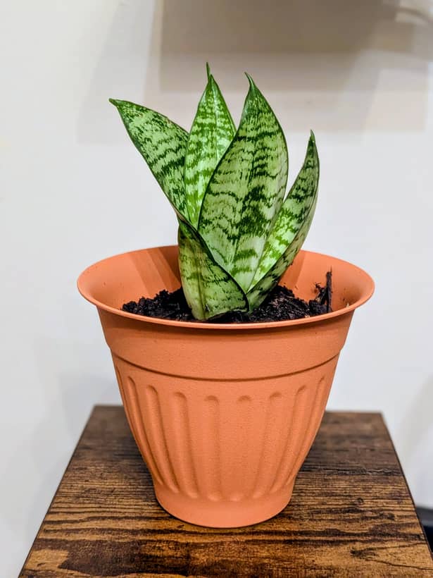 Variegated Snake Plant
