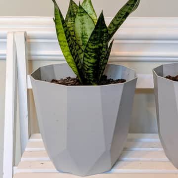 Snake Plant in Geometric Pot