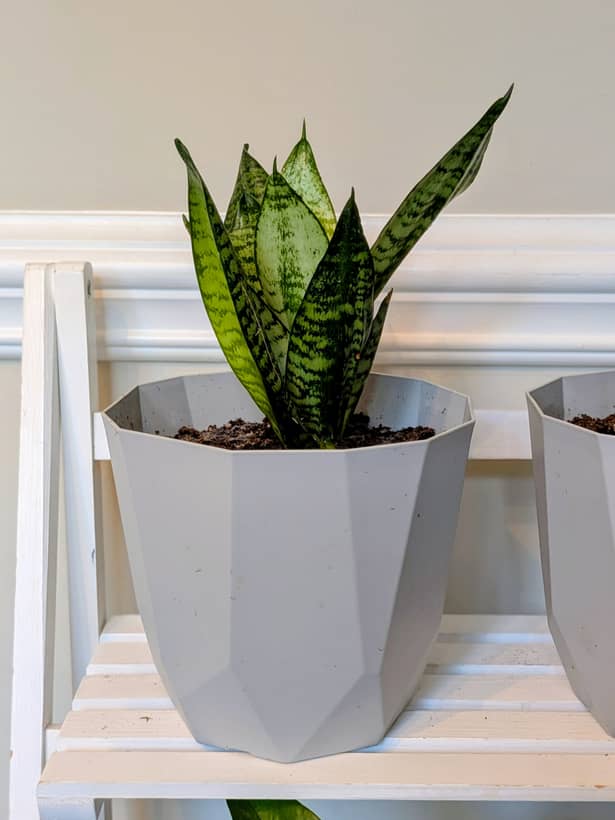 Snake Plant in Geometric Pot