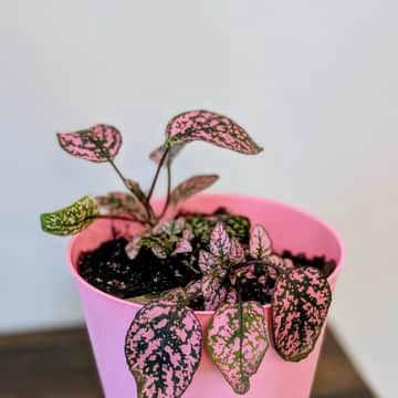 Pink Polka Dot Plant