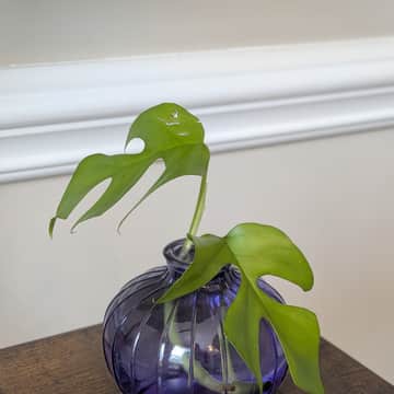 Monstera rooted cutting