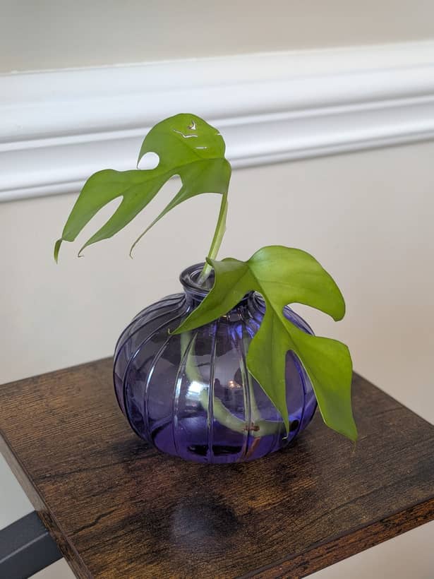 Monstera rooted cutting
