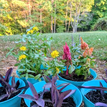 Purple Heart, Celosia, Yellow Zinnia