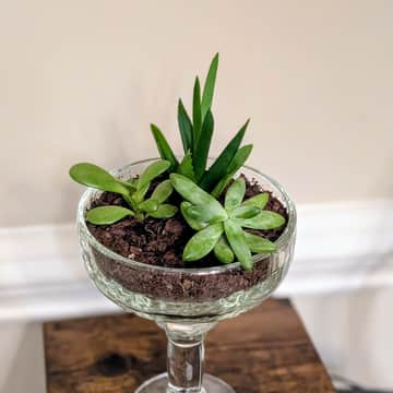 3 Succulents in a Margarita Glass