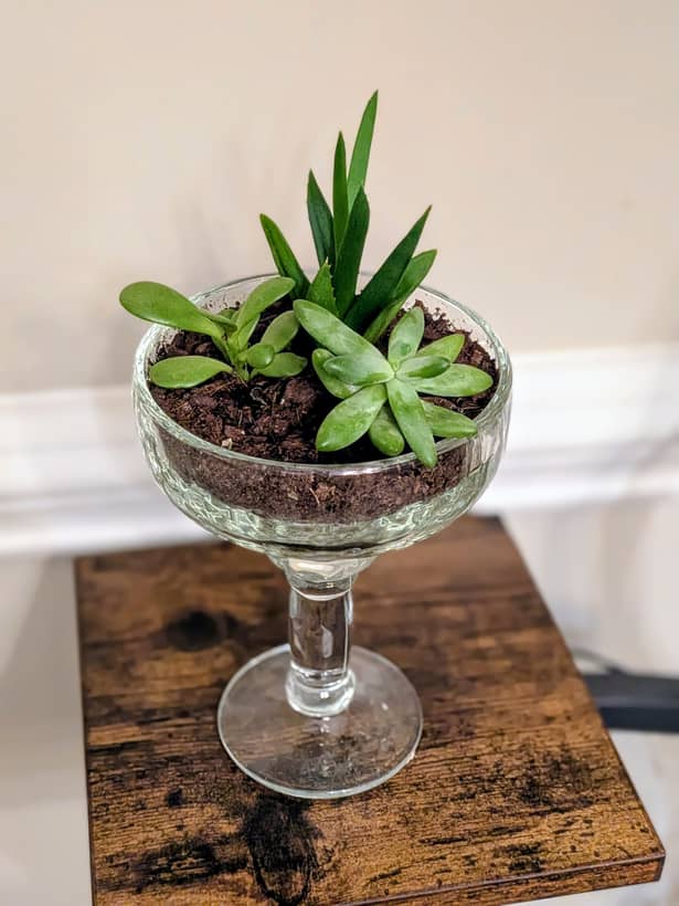 3 Succulents in a Margarita Glass