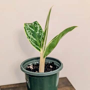 Small Chinese Evergreen