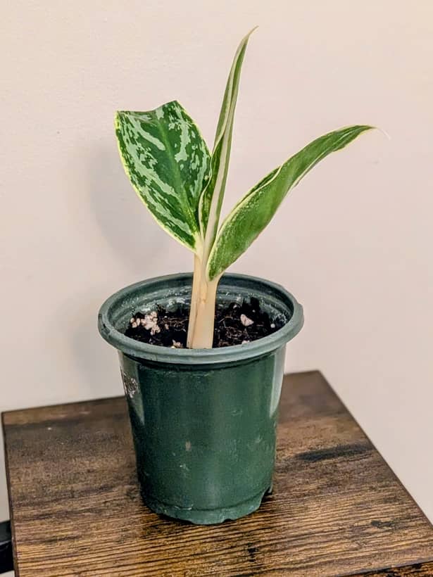 Small Chinese Evergreen
