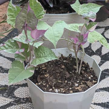 Tri Color Sweet Potato Vine