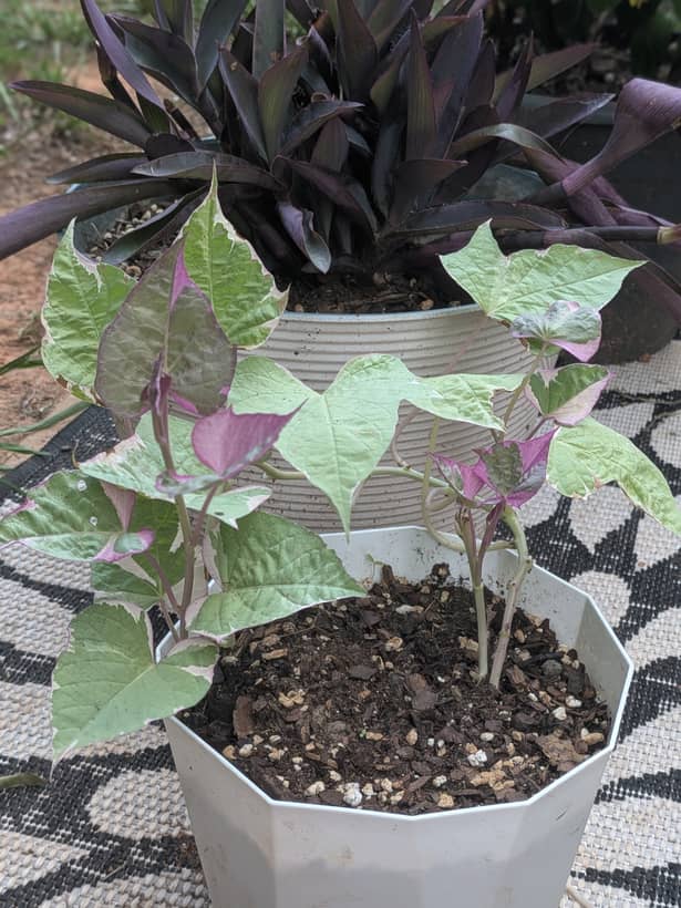 Tri Color Sweet Potato Vine