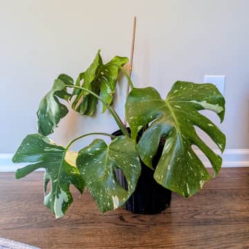 Thai Constellation Monstera
