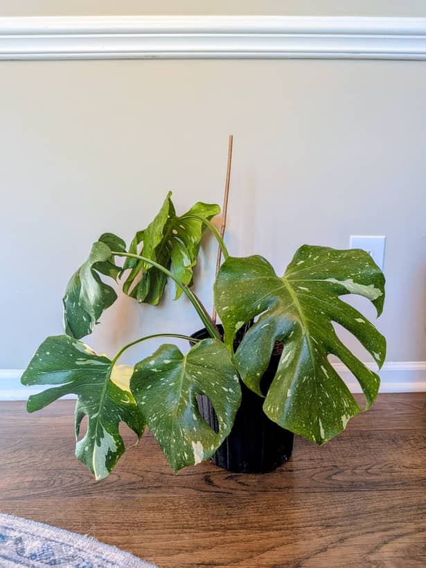 Thai Constellation Monstera