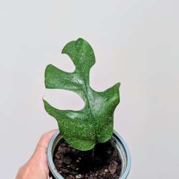 Monstera Potted Cutting