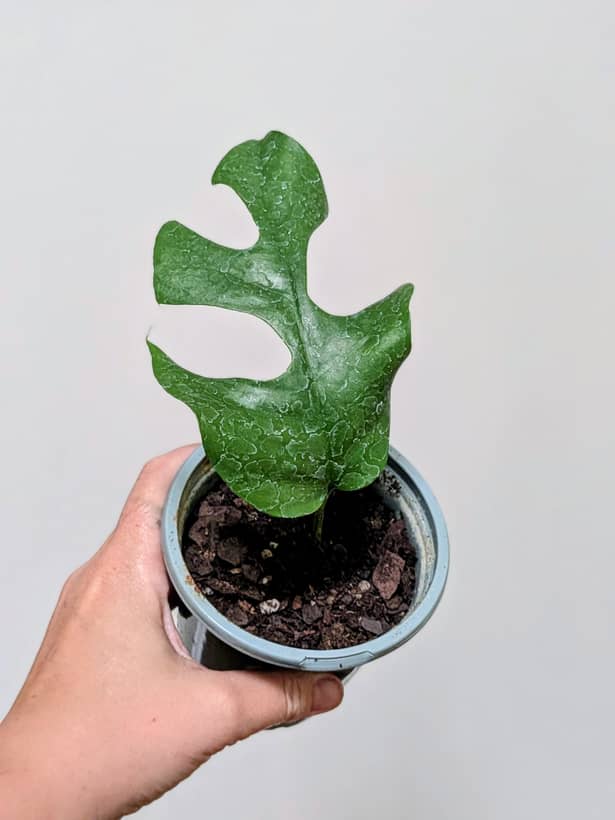 Monstera Potted Cutting