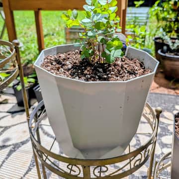Silver Dollar Eucalyptus
