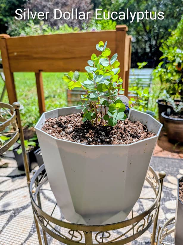 Silver Dollar Eucalyptus