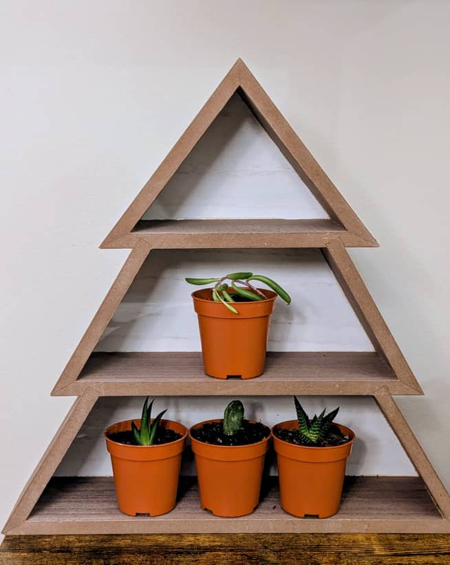 Tree Shelf with 4 Succulents