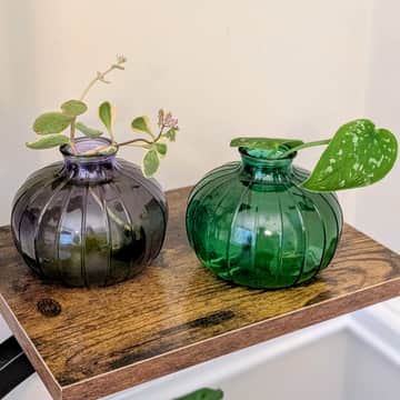 Sedum and Satin Pothos