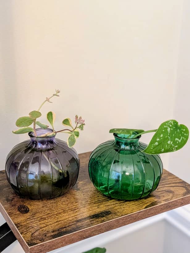 Sedum and Satin Pothos